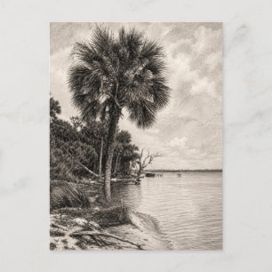 Gammal Floridas strandlinje Grafit Skiss Rockled Vykort