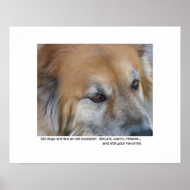 Gammal hund-offert poster (Framsidan)