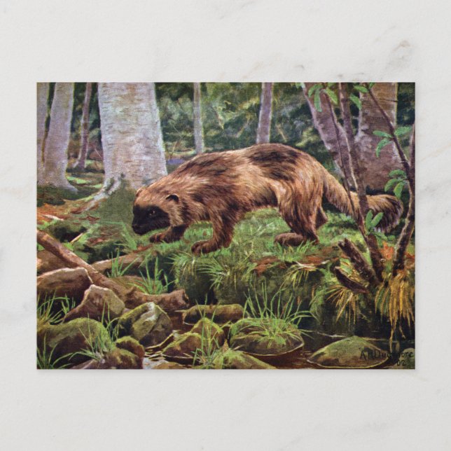 Gammal illustration av järv vykort (Framsida)