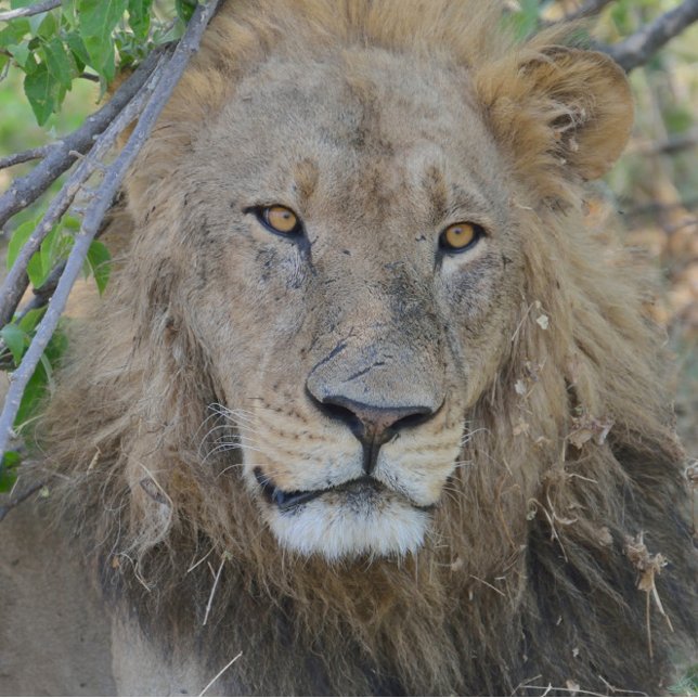 Gammal Lejon hängning ut. Keps (Skapare uppladdad)