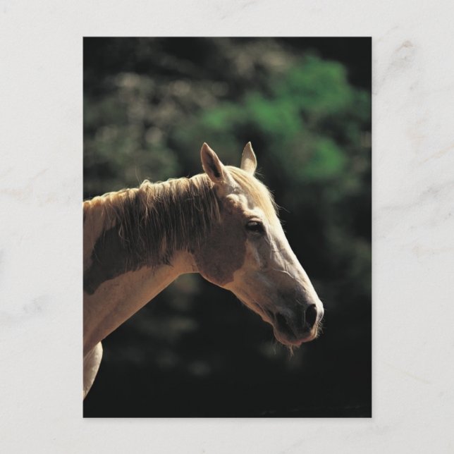 Gammal Pinto Vykort (Framsida)