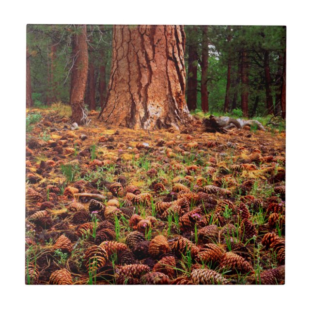 Gammal Ponderosa-tall med tallkottar Kakelplatta (Framsidan)