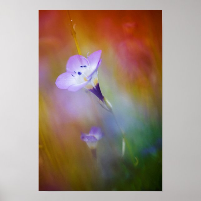 Gammal punkt Loma Lighthouse | Cabrillo Monument Poster (Framsidan)