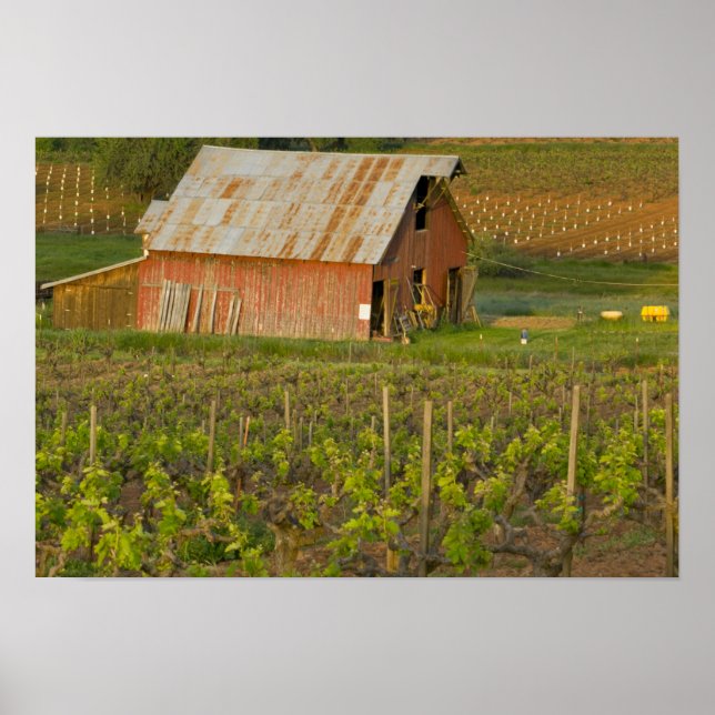 Gammal röd lada kant vid vinodlingen i Zinfandel Poster (Framsidan)