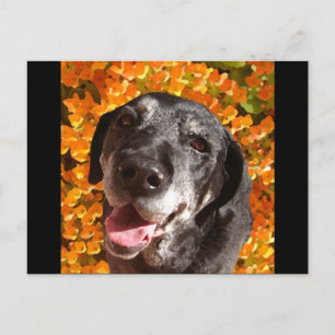 Gammal svart labrador vykort