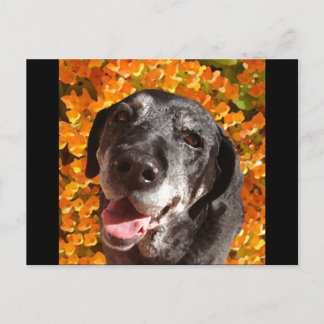 Gammal svart labrador vykort