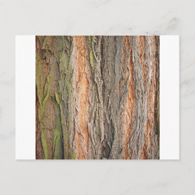 gammal träd vykort (Framsida)