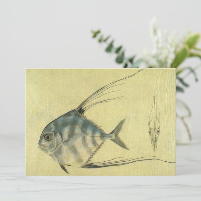 Gammal Trådfenad Trevally, Afrikansk Pompano Fisk (Stående Fram)