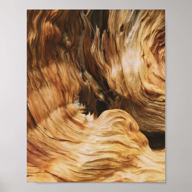 gammal träsort mönster struktur poster (Framsidan)