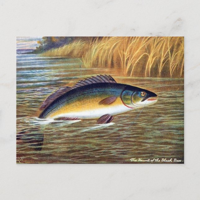 Gammal vykort - Svart abborre (Framsida)