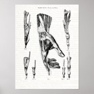 Gammala anatomikonstmuskler av räcka och wristen poster