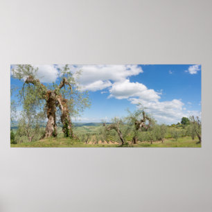 Gammala olivgröna träd i en landskap i Tuscany Poster