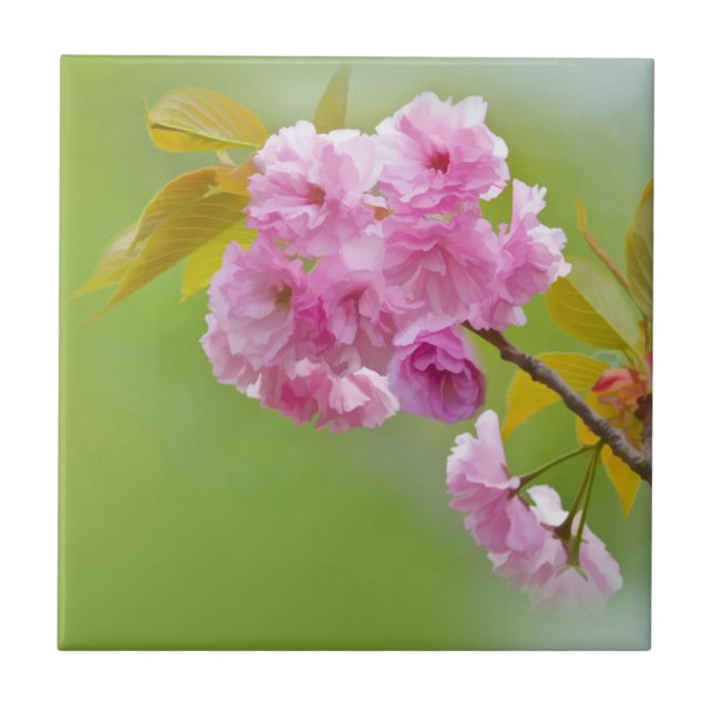 Gammala ro belägger med tegel kakelplatta (Framsidan)