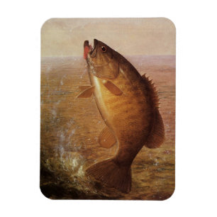 Gammaldags Fiske, Hoppande Svartabborre på Linan Magnet