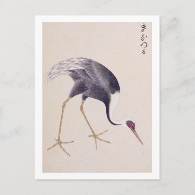 Gammaldags illustration: Japansk trana Vykort (Framsida)