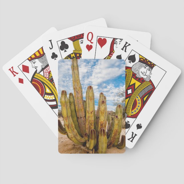 Gammalgubbe-kaktusporträtt, Mexiko Casinokort (Baksidan)
