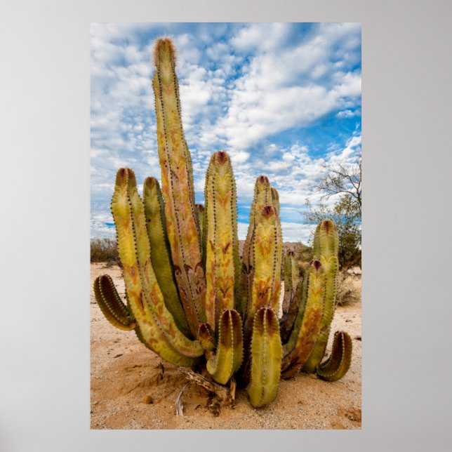 Gammalgubbe-kaktusporträtt, Mexiko Poster (Framsidan)