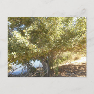 Gammalt Apple Träd Bush Westernt Australiskt vykor Helg Vykort