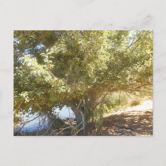 Gammalt Apple Träd Bush Westernt Australiskt vykor Helg Vykort (Framsida)