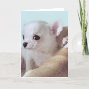 Gammalt chihuahuavalpar för gullig kort för