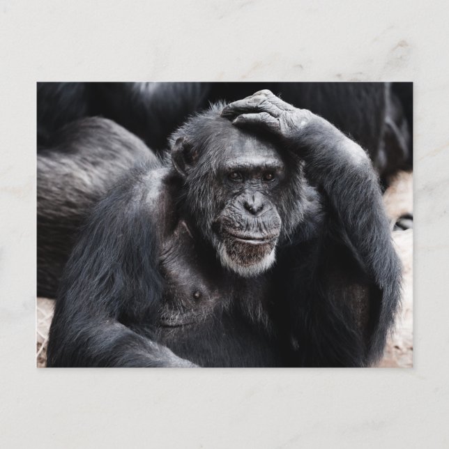 Gammalt chimpanzanvykort vykort (Framsida)