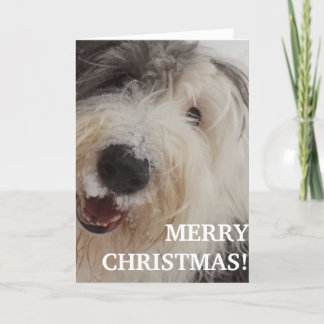 Gammalt engelskt Sheepdogkort - god jul Helgkort