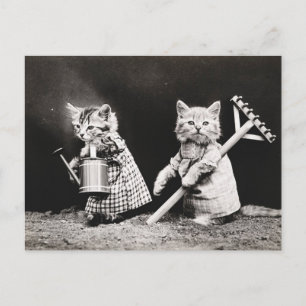 Gammalt foto av trädgårdskatter vykort