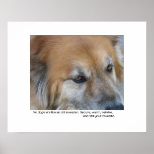 Gammalt hundcitationstecken poster