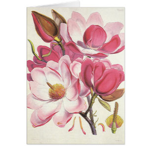 Gammalt magnoliaträds blomning, rosa trädgårdsblom OBS kort
