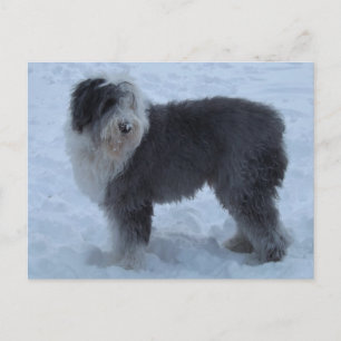Gammalt SHeepdog-postkort - Snö Hund! Vykort