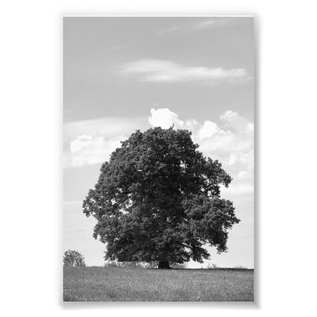 Gammalt träd fototryck (Framsidan)