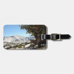 Gammalt träd på den Yosemite nationalparken Bagagebricka