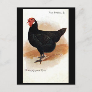 Gammalt vykort - Black Minorca Hen