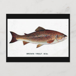 Gammalt vykort - Brun trout