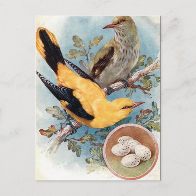 Gammalt vykort - Golden Oriole (Framsida)