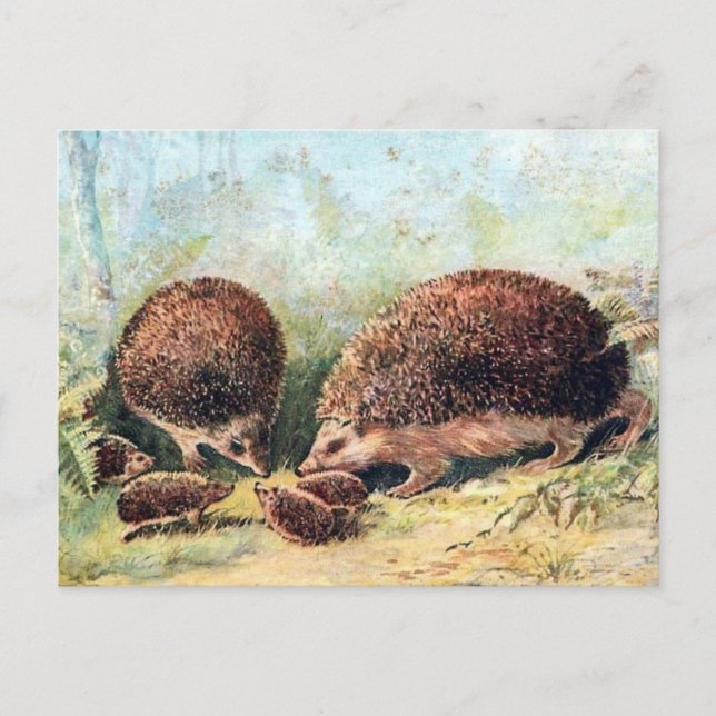 Gammalt vykort - Hedgehogs (Framsida)