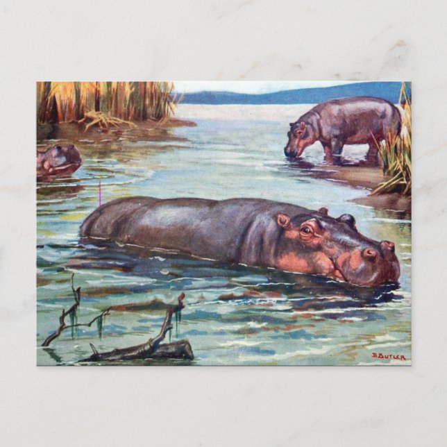 Gammalt vykort - Hippopotamus (Framsida)