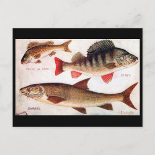 Gammalt vykort - Ruffe, Perch och Barbel