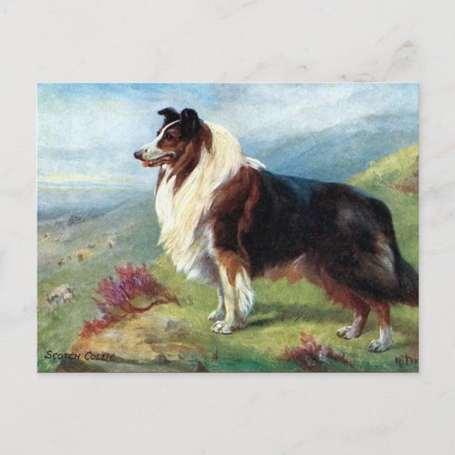 Gammalt vykort - Scotch Collie (Framsida)