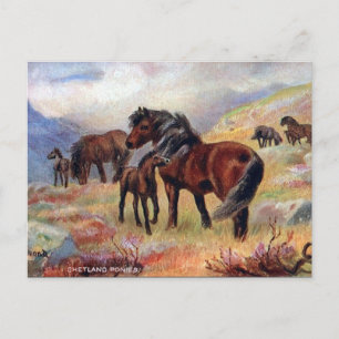 Gammalt vykort - Shetland Ponies