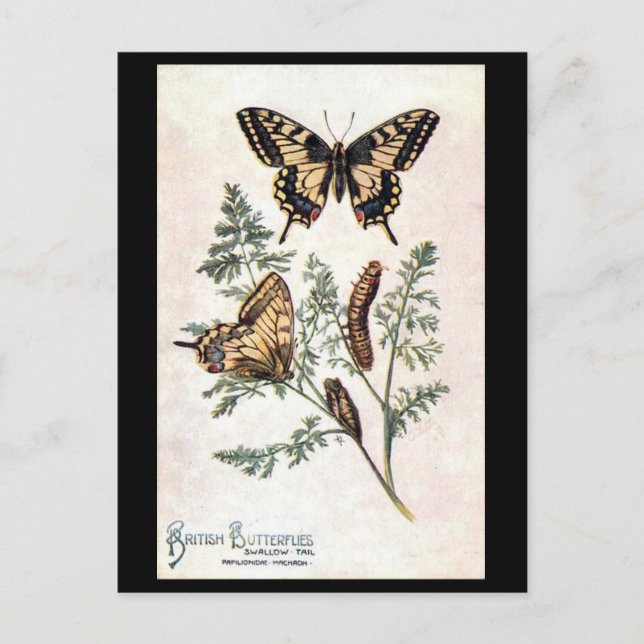 Gammalt vykort - Svälj Svan (Framsida)