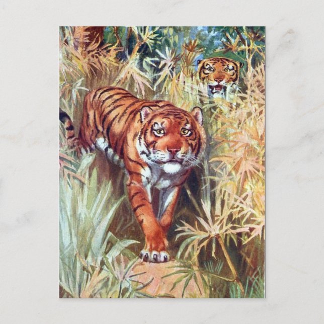 Gammalt vykort - Tigers (Framsida)
