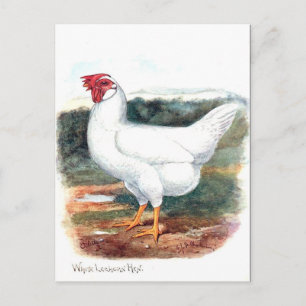 Gammalt vykort - Whirorn Hen