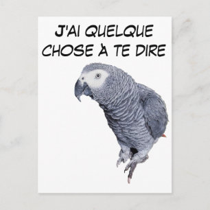 Gamme Perroquet - Gris du Gabon Vykort