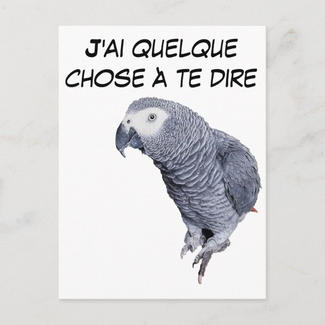 Gamme Perroquet - Gris du Gabon Vykort (Framsida)