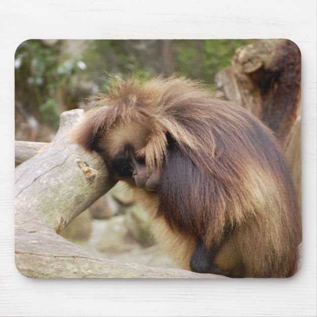 Gammelaffe Musmatta (Framsidan)