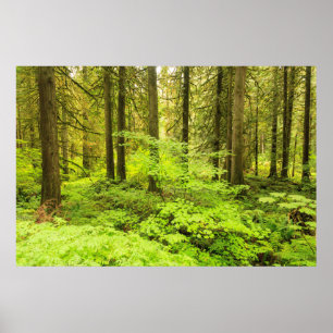 gammelskog vid Grove of the Patriarchs Poster