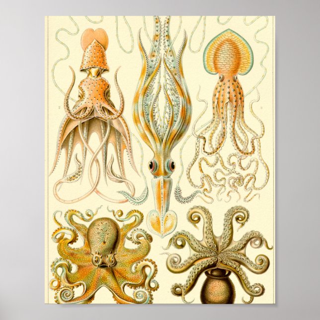 Gamochonia - Ernst Haeckel Poster (Framsidan)