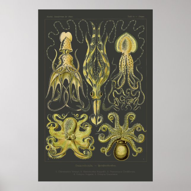 Gamochonia - Ernst Haeckel Squid, Octopod Poster (Framsidan)