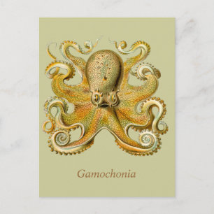 Gamochonia lodrätvykort vykort